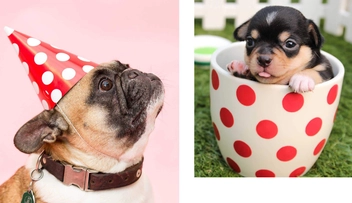 Бумажная книга «This Book Is Literally Just Pictures of Cute Animals That Will Make You Feel Better» - фото №5 - миниатюра
