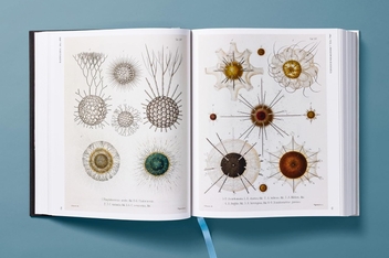 Paper book «The Art and Science of Ernst Haeckel», author Julia Voss - фото №10 - миниатюра