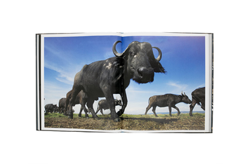 Бумажная книга «Into the Wild. The Story of the World's Greatest Wildlife Photography», автор Джемма Пэдли - фото №8 - миниатюра