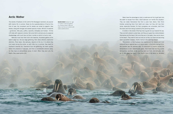 Бумажная книга «Blue Planet II», авторов Джеймс Ханиборн, Марк Браунлоу - фото №3 - миниатюра