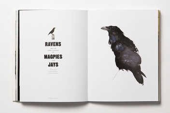 Бумажная книга «The Book of the Bird», авторов Кендра Уилсон, Ангус Хайленд - фото №3 - миниатюра