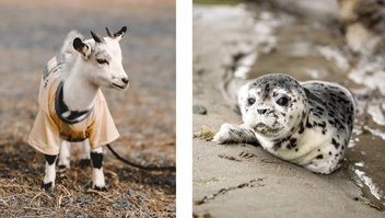 Бумажная книга «This Book Is Literally Just Pictures of Cute Animals That Will Make You Feel Better» - фото №6 - миниатюра