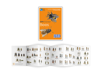Бумажная книга «RSPB ID Spotlight - Bees», автор Марианна Тейлор - фото №2 - миниатюра