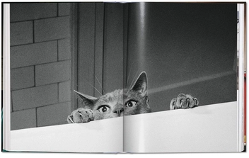 Паперова книга «Walter Chandoha. Cats. Photographs 1942–2018», авторів Волтер Чандоха, Сюзан Майклз - фото №12 - мініатюра