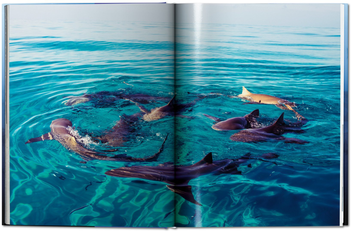 Паперова книга «Michael Muller. Sharks, Face-to-Face with the Ocean's Endangered Predator » - фото №3 - мініатюра