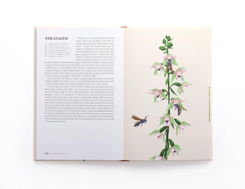 Бумажная книга «The Sexual Life of Flowers», автор Саймон Клейн - фото №3 - миниатюра