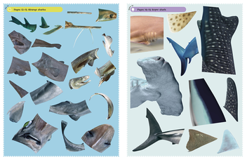 Бумажная книга «Sharks» - фото №5 - миниатюра