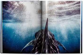 Паперова книга «Michael Muller. Sharks, Face-to-Face with the Ocean's Endangered Predator » - фото №4 - мініатюра