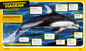 Паперова книга «Everything: Dolphins», автор National Geographic Kids - фото №3 - мініатюра