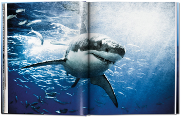 Паперова книга «Michael Muller. Sharks, Face-to-Face with the Ocean's Endangered Predator » - фото №6 - мініатюра