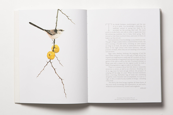 Бумажная книга «The Book of the Bird», авторов Кендра Уилсон, Ангус Хайленд - фото №6 - миниатюра