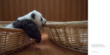 Бумажная книга «Panda Love », автор Ами Витале - фото №3 - миниатюра