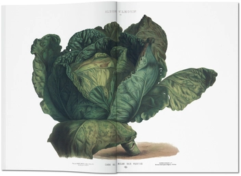 Бумажная книга «Vilmorin, Vegetable Garden» - фото №2 - миниатюра