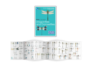 Бумажная книга «RSPB ID Spotlight - Dragonflies and Damselflies», автор Марианна Тейлор - фото №2 - миниатюра