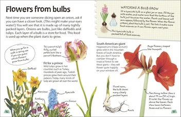 Паперова книга «Flowers. Explore Nature with Fun Facts and Activities» - фото №6 - мініатюра