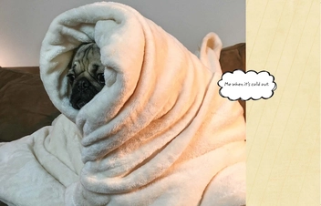 Бумажная книга «Doug The Pug: The King of the Internet», автор Лесли Мосье - фото №5 - миниатюра