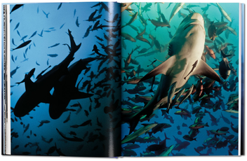 Паперова книга «Michael Muller. Sharks, Face-to-Face with the Ocean's Endangered Predator » - фото №7 - мініатюра