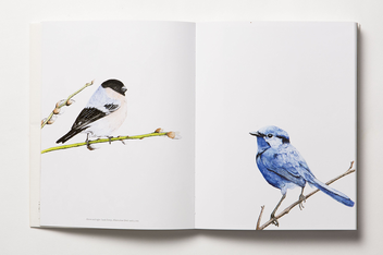 Бумажная книга «The Book of the Bird», авторов Кендра Уилсон, Ангус Хайленд - фото №7 - миниатюра
