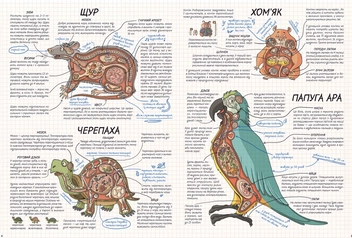 Паперова книга «Тварини. Як це працює?», автор Нікола Кухарська - фото №6 - мініатюра