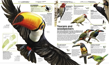 Паперова книга «Knowledge Encyclopedia Animal!» - фото №4 - мініатюра