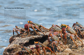 Бумажная книга «Blue Planet II», авторов Джеймс Ханиборн, Марк Браунлоу - фото №5 - миниатюра