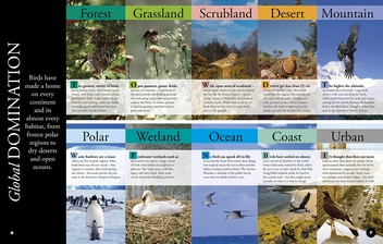 Бумажная книга «Everything You Need to Know About Birds» - фото №2 - миниатюра