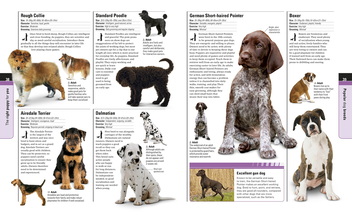Паперова книга «How to Train a Superpup. Unleash your puppy's potential», автор Гвен Бейлі - фото №2 - мініатюра