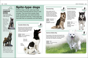 Паперова книга «Dogs. Facts at Your Fingertips» - фото №5 - мініатюра