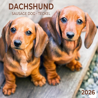 Паперова книга «Dachshund/Sausage Dog/Teckel 2026» - фото №1 - мініатюра