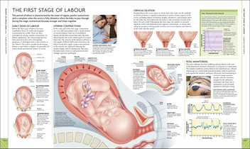 Бумажная книга «The Science of Pregnancy. The Complete Illustrated Guide from Conception to Birth» - фото №4 - миниатюра