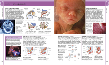 Бумажная книга «The Science of Pregnancy. The Complete Illustrated Guide from Conception to Birth» - фото №3 - миниатюра