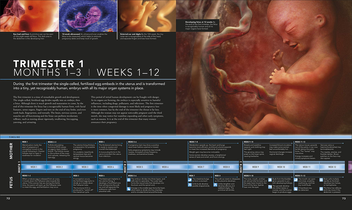 Бумажная книга «The Science of Pregnancy. The Complete Illustrated Guide from Conception to Birth» - фото №5 - миниатюра