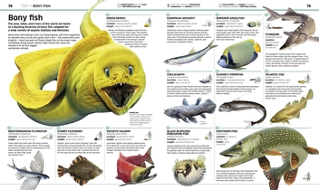 Паперова книга «Knowledge Encyclopedia Animal!» - фото №3 - мініатюра