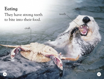 Паперова книга «Sea Otters. Enjoy the Antics of Sea Otters!» - фото №4 - мініатюра