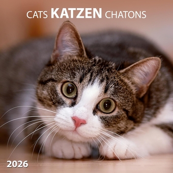 Паперова книга «Katzen/Cats/Chatons 2026» - фото №1 - мініатюра