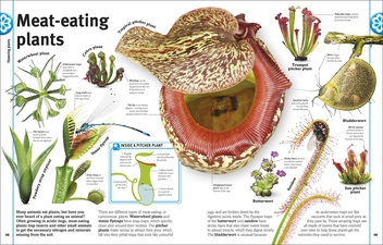 Бумажная книга «Trees, Leaves, Flowers and Seeds. A visual encyclopedia of the plant kingdom», автор Сара Хосе - фото №5 - миниатюра