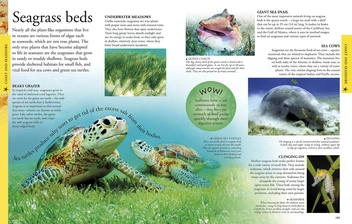 Бумажная книга «Ocean A Children's Encyclopedia» - фото №2 - миниатюра