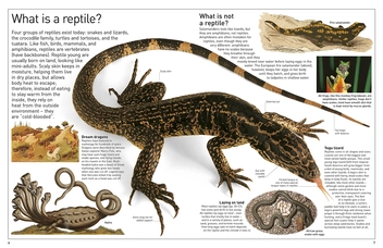 Бумажная книга «Reptile» - фото №5 - миниатюра