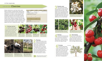 Бумажная книга «RHS Step-by-Step Veg Patch», автор Люси Халсолл - фото №2 - миниатюра