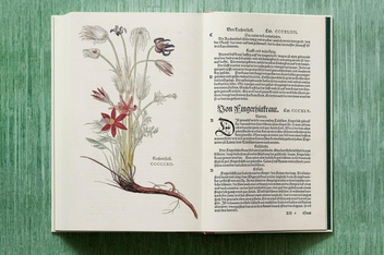 Паперова книга «Leonhart Fuchs. The New Herbal», автор Вернер Дрессендерфер - фото №9 - мініатюра