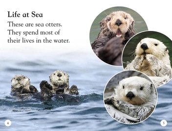 Паперова книга «Sea Otters. Enjoy the Antics of Sea Otters!» - фото №5 - мініатюра