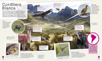 Бумажная книга «Children's Illustrated Animal Atlas» - фото №5 - миниатюра