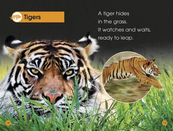 Паперова книга «Jungle Animals. Discover the Secrets of the Jungle! » - фото №5 - мініатюра