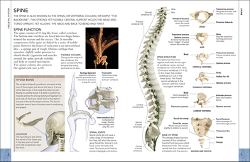 Бумажная книга «The Concise Human Body Book. An illustrated guide to its structure, function and disorders» - фото №5 - миниатюра