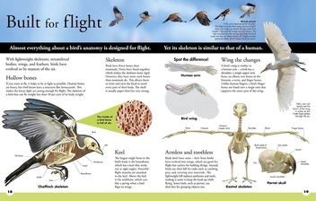 Бумажная книга «Everything You Need to Know About Birds» - фото №3 - миниатюра