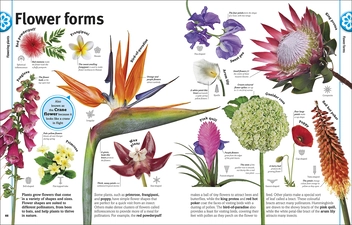 Бумажная книга «Trees, Leaves, Flowers and Seeds. A visual encyclopedia of the plant kingdom», автор Сара Хосе - фото №3 - миниатюра