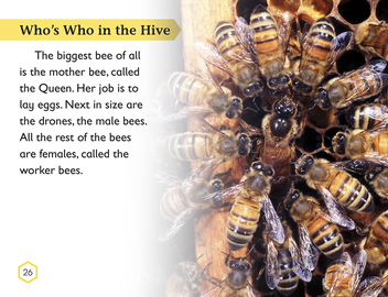 Бумажная книга «Amazing Bees. Buzzing with Bee Facts! » - фото №6 - миниатюра