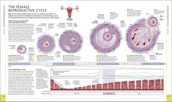 Бумажная книга «The Science of Pregnancy. The Complete Illustrated Guide from Conception to Birth» - фото №6 - миниатюра