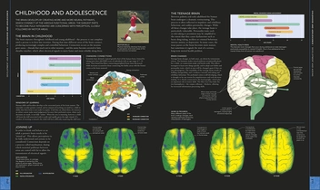 Паперова книга «The Brain Book. An Illustrated Guide to its Structure, Functions, and Disorders », авторів Стів Паркер, Ріта Картер, Сьюзан Олдрідж, Мартін Пейдж - фото №7 - мініатюра