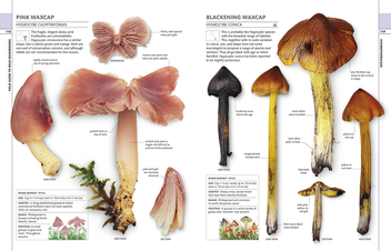 Бумажная книга «Mushrooms & Toadstools. The Illustrated Guide to Fungi» - фото №2 - миниатюра